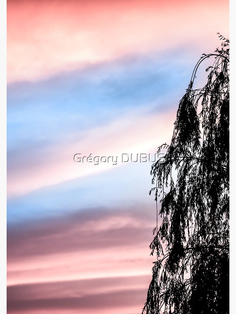 Cuaderno de espiral «Sauce llorón silueta negra por el cielo del