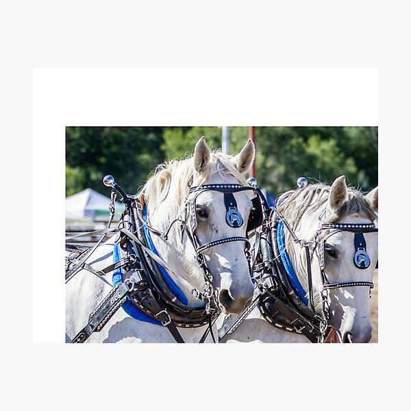 Aperçu de l'œuvre Cheval de trait créée et vendue par 3QuartersToday.