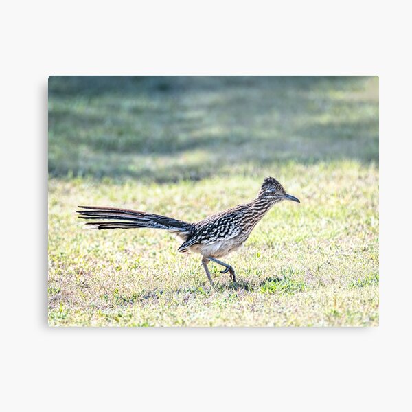 Greater Roadrunner Ready to Pounce Metal Print