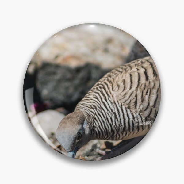Item preview, Spotted dove of hawaii designed and sold by KensLensDesigns.