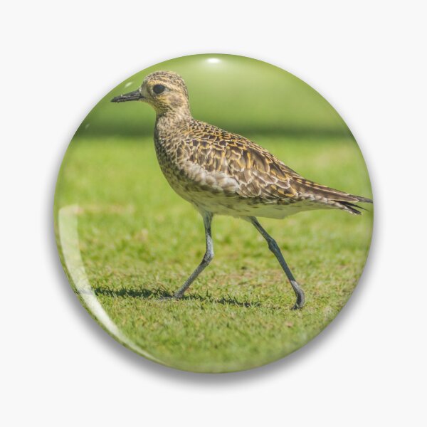 Item preview, Sharp-tailed sandpiper 2 designed and sold by KensLensDesigns.