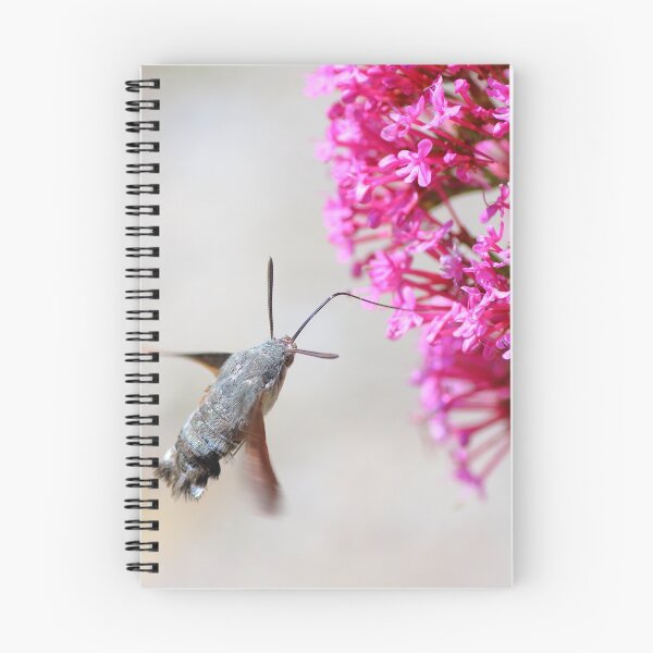 Item preview, Hummingbird Hawk-moth on Valerian flower designed and sold by Grégory DUBUS.