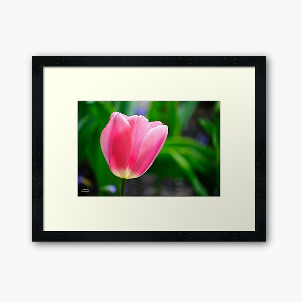 Item preview, Pinkish Tulip Closeup designed and sold by Diego Re.