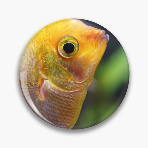 Item preview, Pterophyllum Scalare close-up designed and sold by Grégory DUBUS.