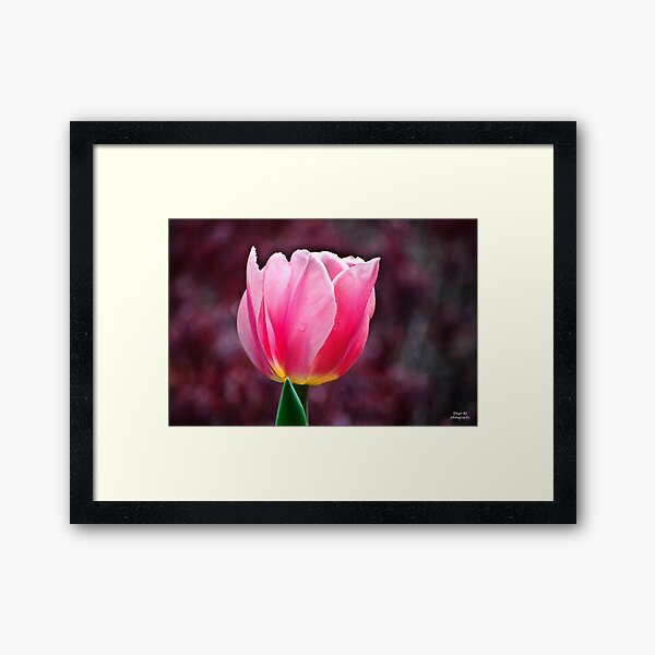 Item preview, Pink Star Tulip designed and sold by Diego Re.