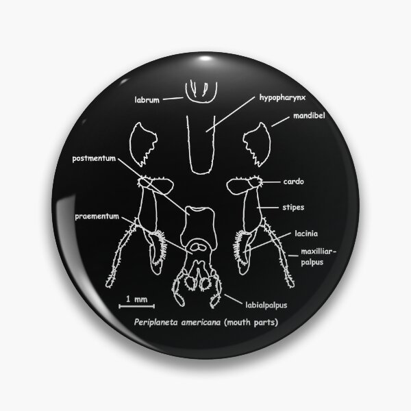 Item preview, Cockroaches mouthparts, labeled designed and sold by RosArt100.