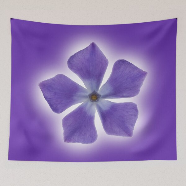 Item preview, Isolated Periwinkle blossom on a purple packground designed and sold by Phillip Thornton.