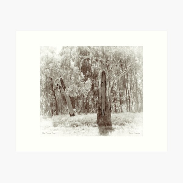 Item preview, The Canoe Tree designed and sold by pcbermagui.