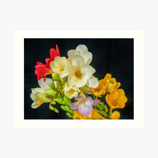 Cupertino Freesias Art Print