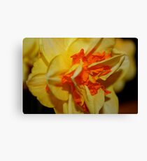Daffodil Canvas Print