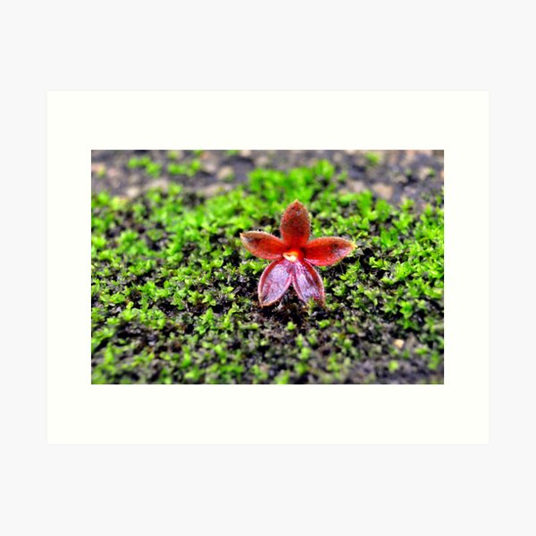 Simple delights. Art Print