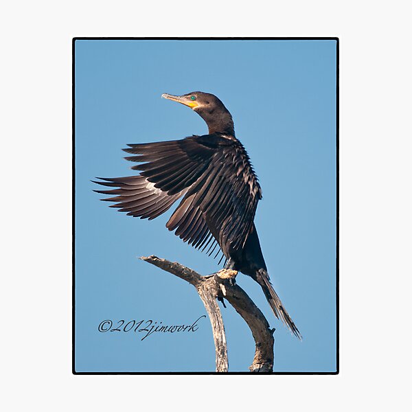 Neotropic Cormorant Yoga Photographic Print