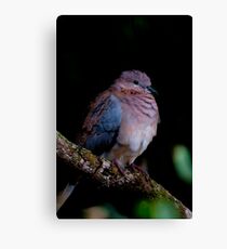 Laughing Dove Canvas Print