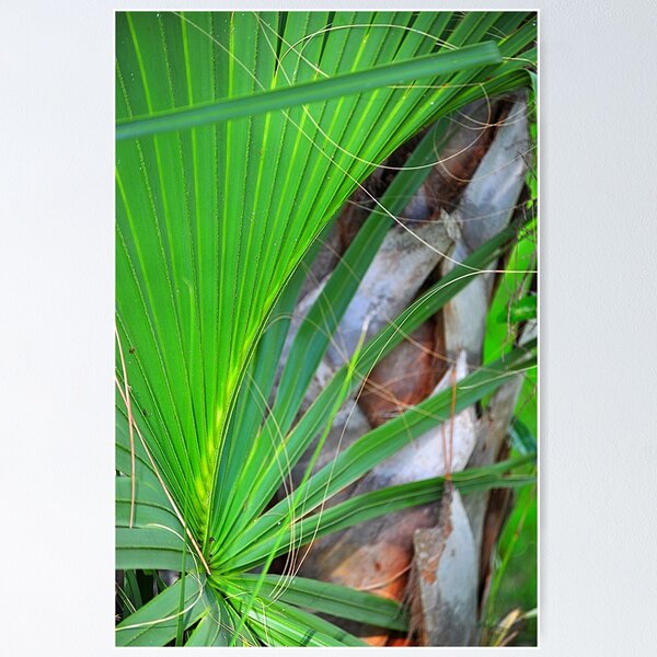 Item preview, Palm Frond designed and sold by joevoz.