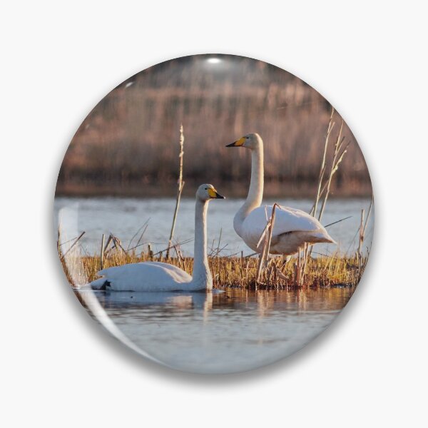 Item preview, The bold couple. Whooper swan designed and sold by Jouko Lehto Photography.
