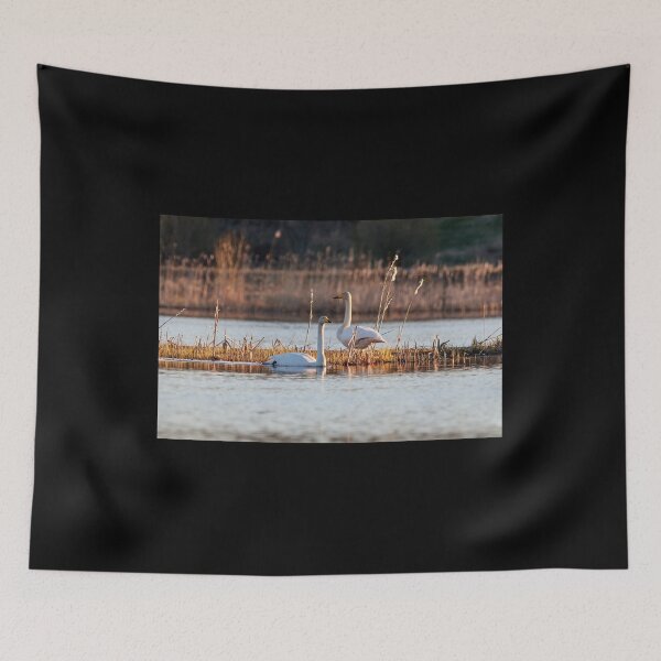 Item preview, The bold couple. Whooper swan designed and sold by Jouko Lehto Photography.