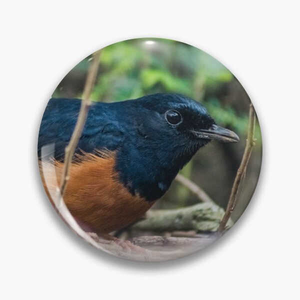 Item preview, White-rumped shama designed and sold by KensLensDesigns.