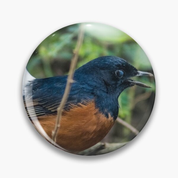 Item preview, White-rumped shama designed and sold by KensLensDesigns.