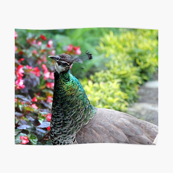 Pea Hen in the Garden Poster