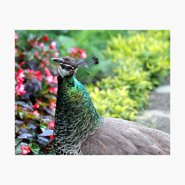 Pea Hen in the Garden Photographic Print