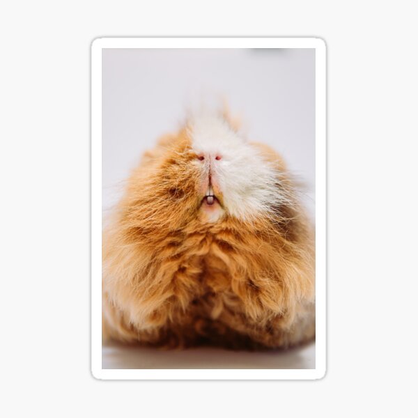 Meerschweinchen Sticker