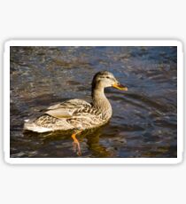 Mallard Duck Sticker