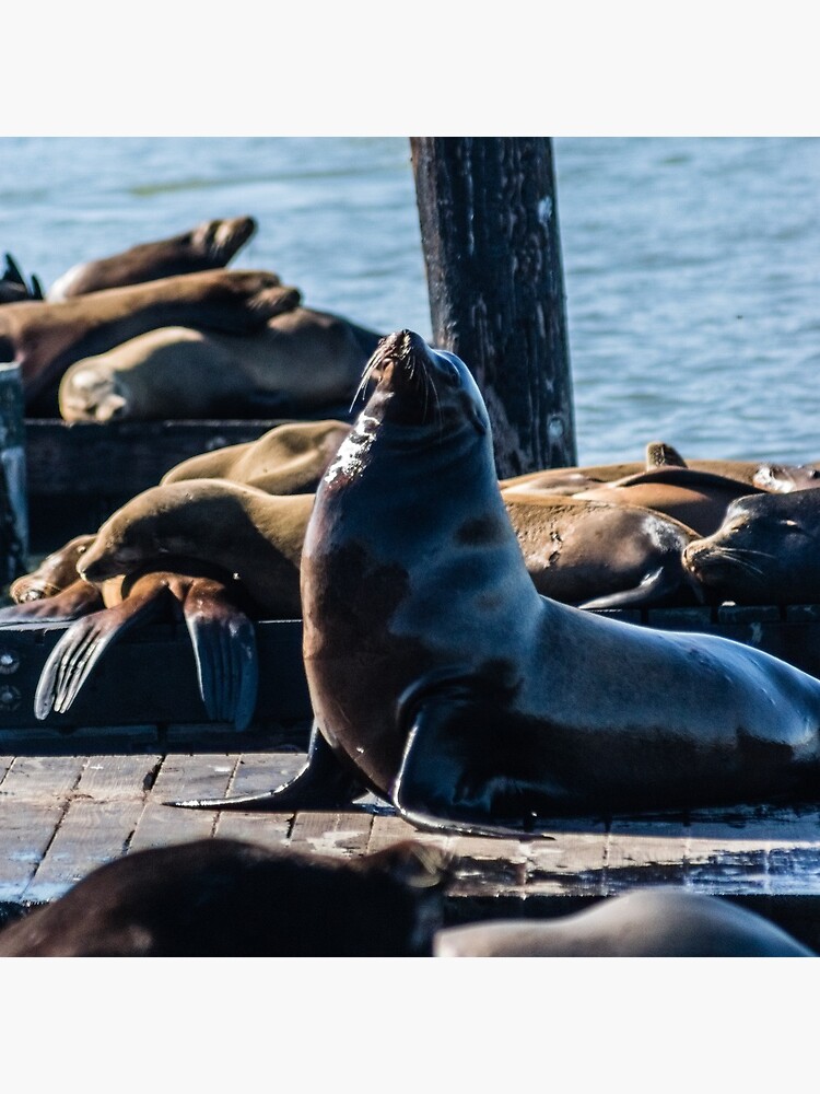 Pier 39 Sea Lions, San Francisco San Francisco Pullover Hoodie | Redbubble