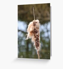bulrush Greeting Card