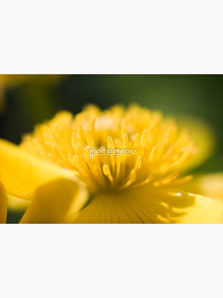 Day 286 - 21st April 2012 by petegrev