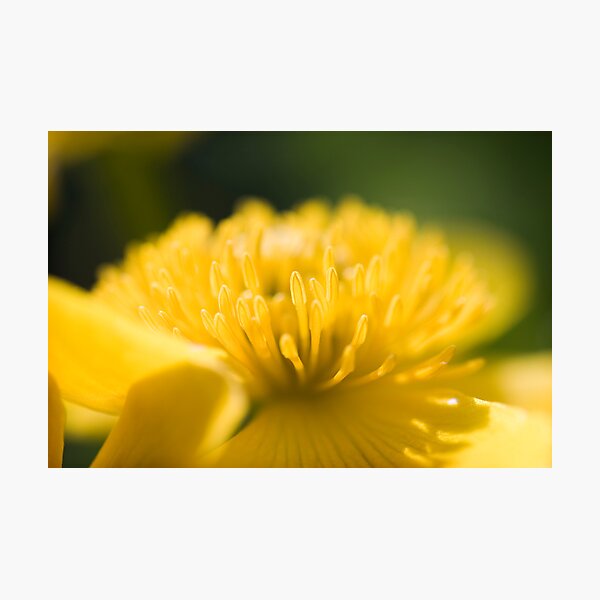 Photographic Print