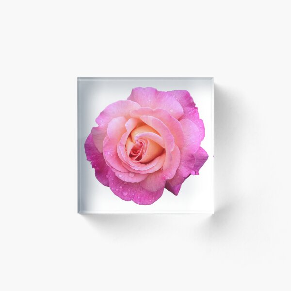 Chicago Peace Rose Acrylic Block