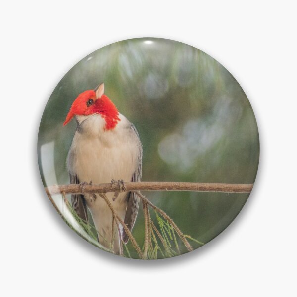 Item preview,  Red Crested Cardinal 3 designed and sold by KensLensDesigns.