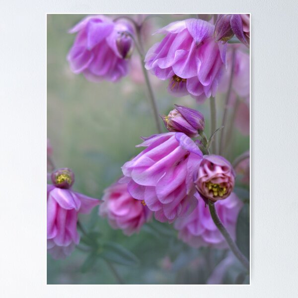 Item preview, Ruffles in the Mist designed and sold by Eileen McVey.