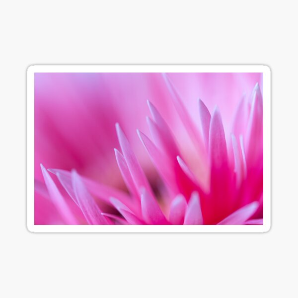 Blüte Pink Sticker