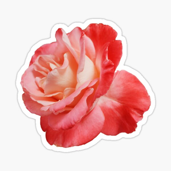 Realistic Flower Stickers | Redbubble