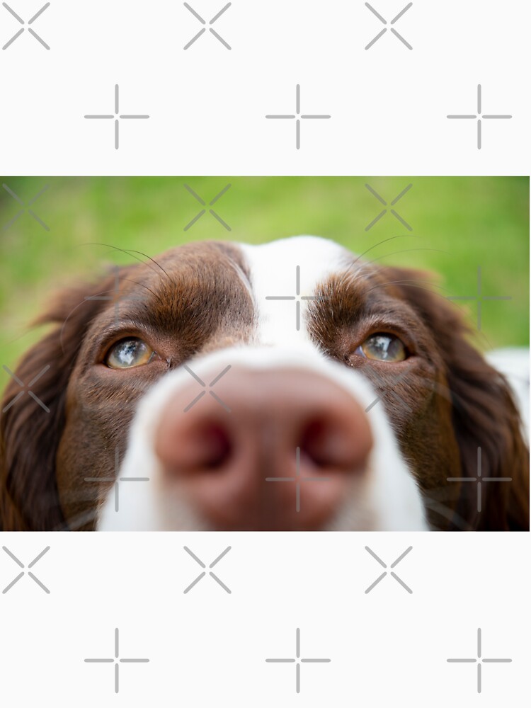Nosy Springer Spaniel by Gypsykiss