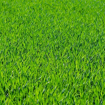 Vorschaubild zum Design Gras [Roufxis-Rb] von RoufXis