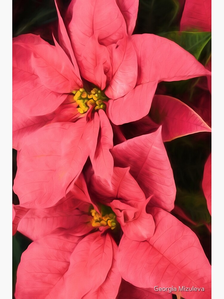 Hot Pink Poinsettias a la Georgia O Keeffe