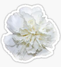 Single White Carnation - Hipster/Pretty/Trendy Flowers Sticker