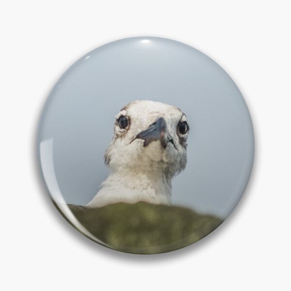 Item preview, Ring-billed gull designed and sold by KensLensDesigns.