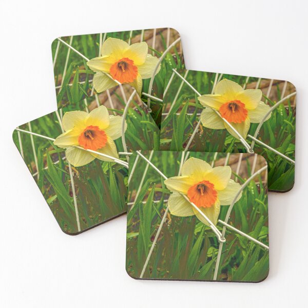 Item preview, Caged Daffodil in HDR designed and sold by Bryan Spellman.