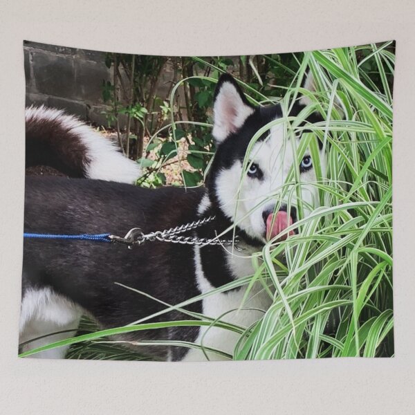 Item preview, Pee-a-boo Husky Photograph designed and sold by bipolarvirgoart.