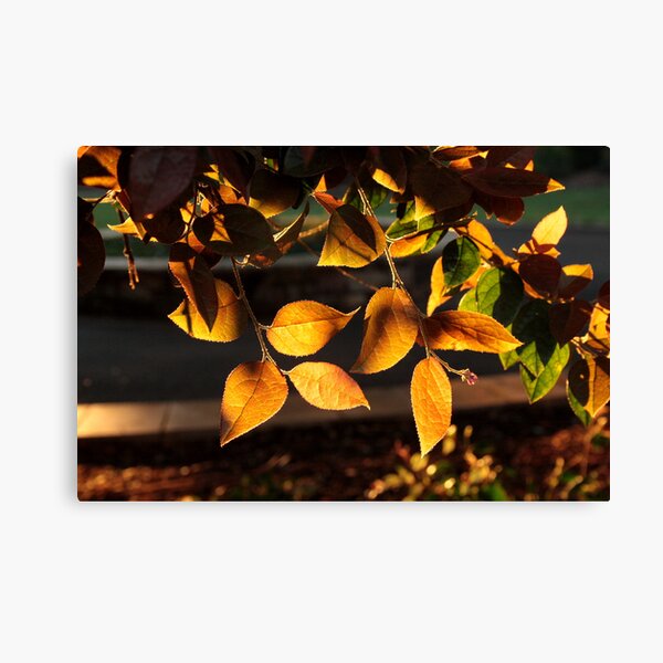 Item preview, Golden Evening designed and sold by Melissa Park.