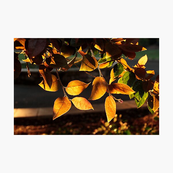 Item preview, Golden Evening designed and sold by Melissa Park.