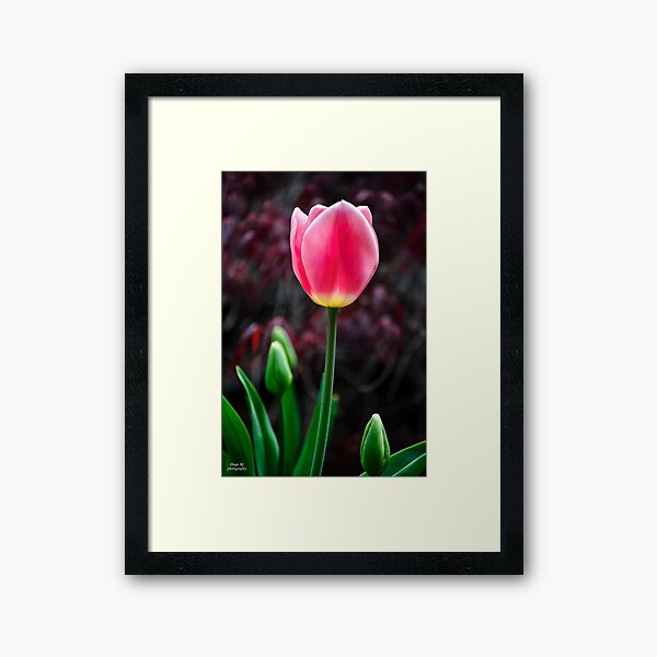 Item preview, Tulip And Buds designed and sold by Diego Re.