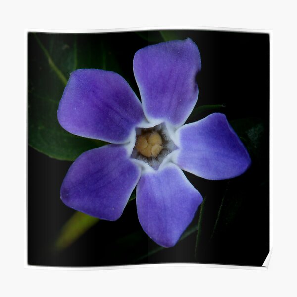 Periwinkle, vinca minor Poster