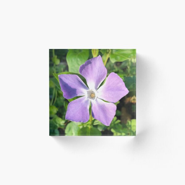 Periwinkle - Acrylic Block
