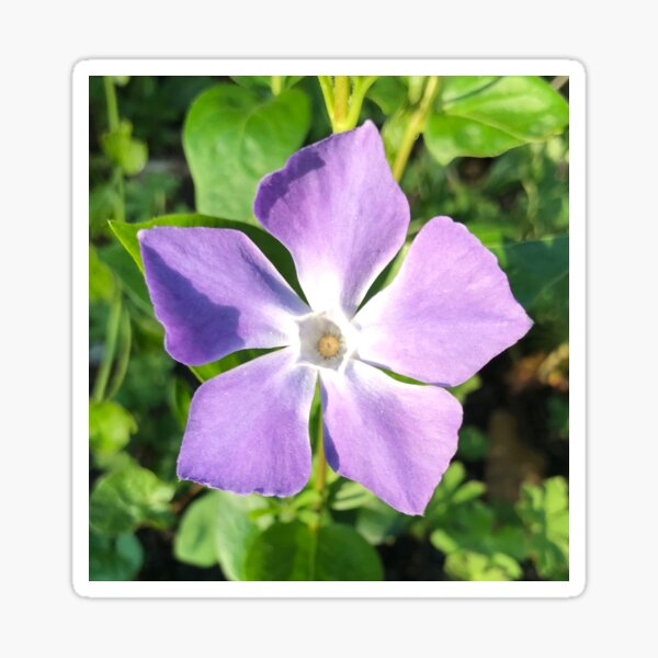 Periwinkle - Sticker