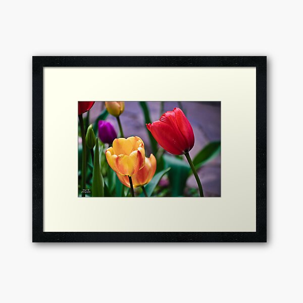 Item preview, Yellow And Red Tulips designed and sold by Diego Re.