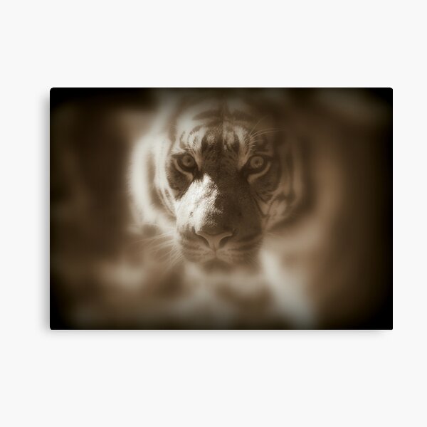intent Canvas Print
